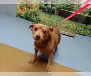 Chihuahua-Unknown Mix Dogs for adoption in Moreno Valley, CA, USA