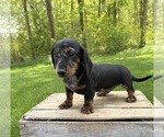 Small #4 Dachshund