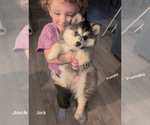 Small #1 Pomsky