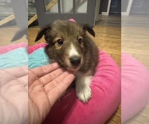 Shetland Sheepdog Puppy for sale in LEXINGTON, NC, USA