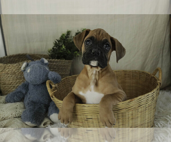 Medium Photo #1 Boxer Puppy For Sale in SHIPSHEWANA, IN, USA