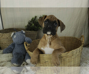 Boxer Puppy for sale in SHIPSHEWANA, IN, USA