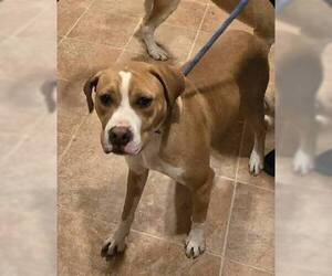 Johnny - FOSTER OR ADOPT ME!! - Male Boxer-Unknown Mix Dog for Adoption - Photo #12
