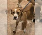 Small #11 Boxer Mix