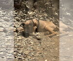 Small #1 Mutt