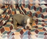 Small Photo #6 English Bulldog Puppy For Sale in RICHMOND, VA, USA