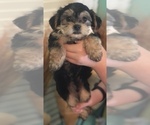 Small Photo #2 Shih Apso Puppy For Sale in SCOTTSDALE, AZ, USA