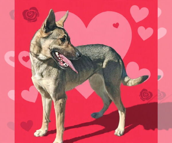 Medium Photo #2 German Shepherd Dog Puppy For Sale in Talladega, AL, USA