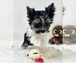 Small Photo #24 Biewer Terrier Puppy For Sale in PEMBROKE PINES, FL, USA