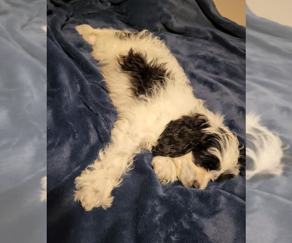 Medium Photo #3 Cavalier King Charles Spaniel Puppy For Sale in Brooklyn Center, MN, USA