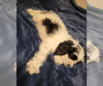 Small #2 Cavalier King Charles Spaniel