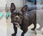 Small French Bulldog