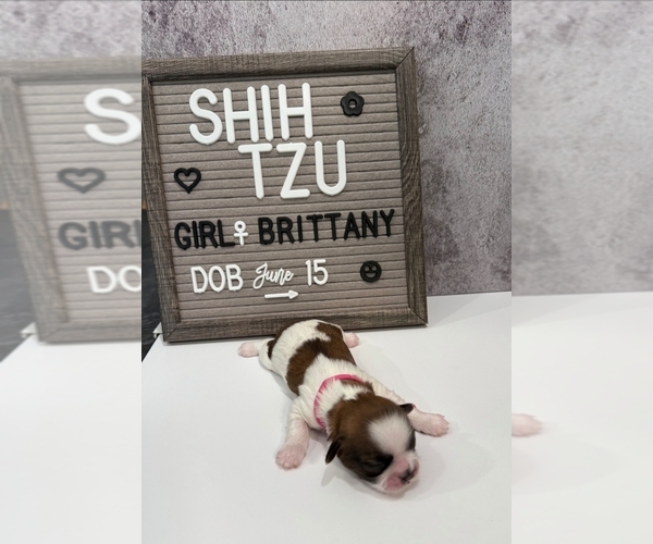 Medium Photo #18 Shih Tzu Puppy For Sale in NEW YORK MILLS, MN, USA