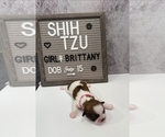 Small Photo #18 Shih Tzu Puppy For Sale in NEW YORK MILLS, MN, USA