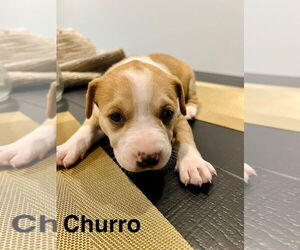 Mutt Dogs for adoption in Amarillo, TX, USA