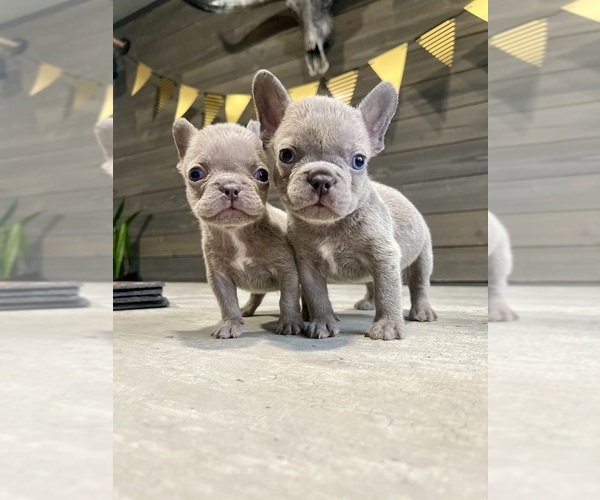 Medium Photo #1 French Bulldog Puppy For Sale in EASTVALE, CA, USA
