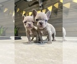 Small French Bulldog