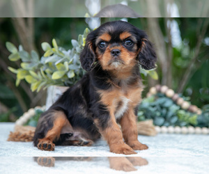 Medium Cavalier King Charles Spaniel
