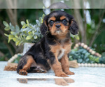Puppy Frankie Cavalier King Charles Spaniel