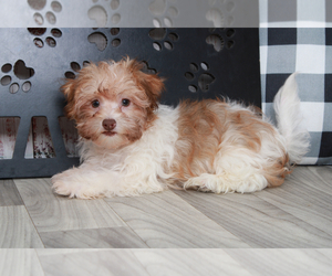 Havanese Puppy for sale in MARIETTA, GA, USA