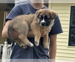 Small #5 Alaskan Husky-Saint Bernard Mix