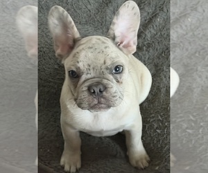 French Bulldog Puppy for sale in GREENVILLE, TX, USA