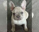 Nugget - Male French Bulldog Puppy for Sale - Small photo