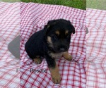 Puppy Puppy 5 German Shepherd Dog