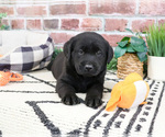 Small #5 Labrador Retriever