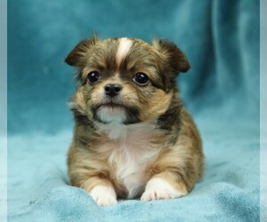 Chihuahua Puppy for sale in MUSKOGEE, OK, USA