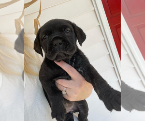 Cane Corso Puppy for sale in CAMDEN, SC, USA