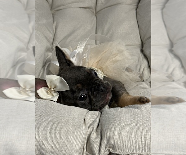 Medium Photo #2 French Bulldog Puppy For Sale in MC GRAW, NY, USA