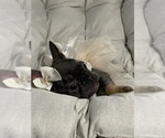Small #1 French Bulldog