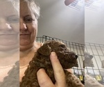 Small Photo #7 Poodle (Standard) Puppy For Sale in BARTLETT, TX, USA