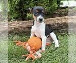 Small #1 Jack-Rat Terrier