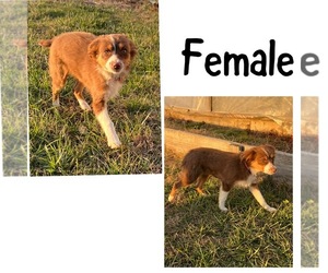 Miniature Australian Shepherd Puppy for sale in NEW WASHINGTN, IN, USA