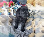 Small Photo #3 Labrador Retriever Puppy For Sale in RANCHO CUCAMONGA, CA, USA