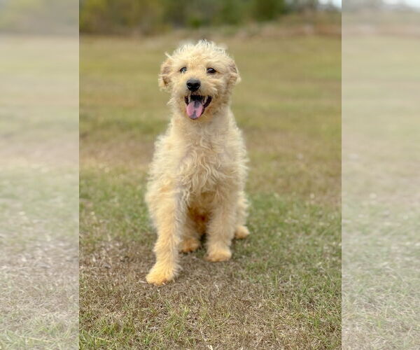 Medium Photo #2 Mutt Puppy For Sale in PIPE CREEK, TX, USA