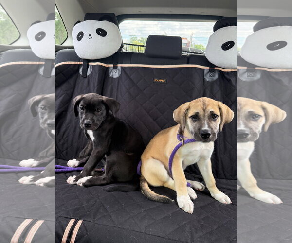 Medium Photo #7 Mutt Puppy For Sale in Orlando, FL, USA