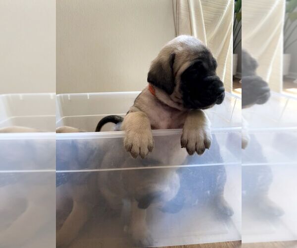Medium Photo #27 Mastiff Puppy For Sale in CHESAPEAKE, VA, USA