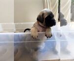 Small #26 Mastiff