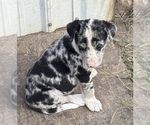 Small #2 Border-Aussie