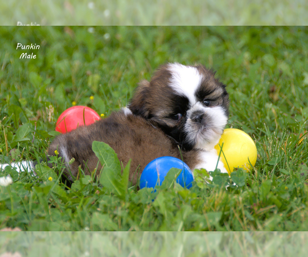 Medium Photo #5 Shih Tzu Puppy For Sale in CLARE, MI, USA