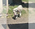 Small Dalmatian Mix