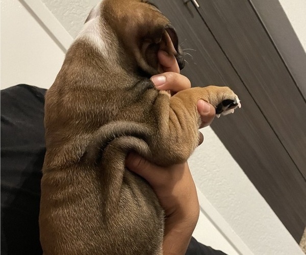 Medium Photo #4 English Bulldog Puppy For Sale in MISSION VIEJO, CA, USA