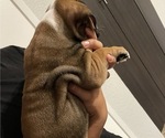 Small Photo #4 English Bulldog Puppy For Sale in MISSION VIEJO, CA, USA