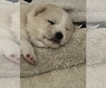 Puppy Kenji Shiba Inu
