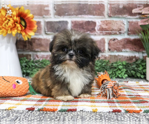 Shih Tzu Puppy for sale in SYRACUSE, IN, USA