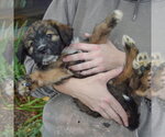 Small #3 Mutt