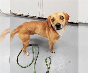 Beagle-Unknown Mix Dogs for adoption in Peoria, IL, USA